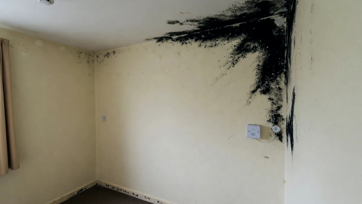 Black mould spreading across the corner of a social housing bedroom, a small sensor fitted on the wall below