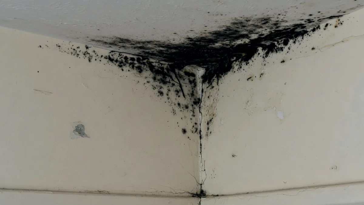 Black mould spreading down from the corner where wall meets ceiling in a rented flat